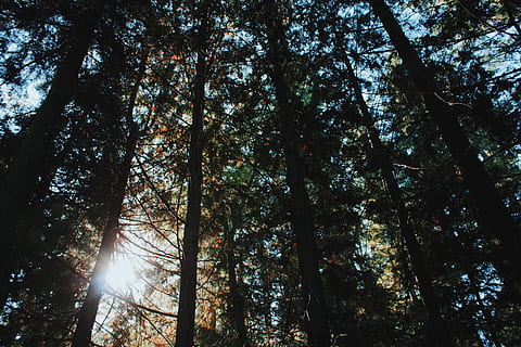 pohon berdaun hijau, sinar matahari, menanam, pohon, kayu merah, flora, Amerika Serikat, washington, konifer, hutan, vegetasi, di luar rumah, alam, tanah, belukar, hutan hujan, Abies, pohon cemara, rimba, ek, pinus, bagasi, batang pohon, tampilan sudut rendah, pertumbuhan, keindahan di alam, ketenangan, hari, tidak ada orang, adegan yang tenang, langit, adegan non-urban, scenics - alam, kanopi pohon, Streaming, tepat di bawah, tanaman bambu, 4K, CC0, domain publik, bebas royalti