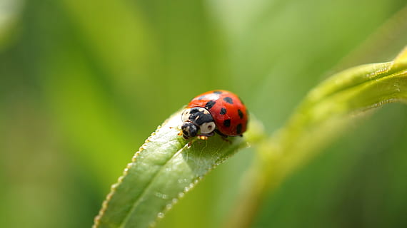 insect, ladybug, nature, leaf, beetle, grass, animal world, summer, small, animal wildlife, animals in the wild, animal themes, animal, invertebrate, one animal, green color, close-up, plant, plant part, selective focus, day, beauty in nature, red, growth, no people, outdoors, 5K, CC0, public domain, royalty free