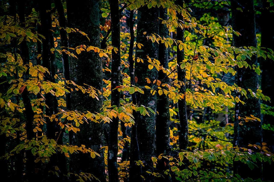 alberi dalle foglie verdi, persona, umano, persone, pianta, flora, vite, muschio, albero, terra, foresta, natura, all'aperto, vegetazione, Italia, TARVISIO, edera, conifera, cespuglio, giungla, foresta pluviale, crescita, bellezza nella natura, autunno, nessuno, la tranquillità, parte vegetale, modificare, giorno, foglia, giallo, luce del sole, fotogramma intero, tronco d'albero, ramo, le foglie, 5K