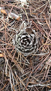 ananas, pino, pineta, pinoli, pianta, asciutto, avvicinamento, natura, terra, giorno, nessuno, vista dall'alto, campo, pigna, bellezza nella natura, concentrarsi sulle conoscenze acquisite, crescita, ramoscello, all'aperto, fragilità, vulnerabilità, la tranquillità, spirale, pianta essiccata, albero di conifere, 4K, CC0, dominio pubblico, privo di copyright
