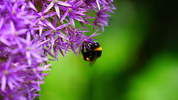 natur, tæt på, makro, bi, blomster, lilla, lavendel, hvirvelløse, dyre temaer, dyr i naturen, et dyr, insekt, dyreliv, dyr, blomst, blomstrende plante, skønhed i naturen, plante, vækst, skrøbelighed, sårbarhed, friskhed, blomsterhoved, ingen mennesker, bestøvning, humlebi, 1080P, CC0, offentligt domæne, royaltyfrie