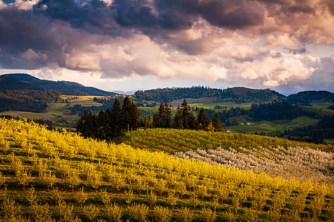 zöld füves területen, Egyesült Államok, hood river, mező, növény, növényvilág, természet, Látvány, szabadban, tájkép, ég, időjárás, gomolyfelhő, felhő, fű, felhő - ég, szépség a természetben, festmények - természet, nyugodt jelenet, környezet, nyugalom, föld, nem ember, növekedés, hegy, fa, vidéki táj, nem városi színtéren, idillikus, mezőgazdaság, 4K, CC0, közkincs, jogdíjmentes