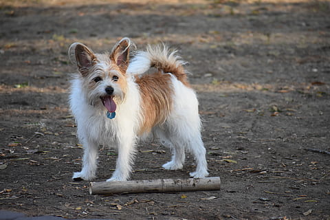 chien, terrier, animaux domestiques, national, un animal, canin, mammifère, thèmes animaux, animal, vertébré, terre, personne, champ, journée, couleur blanche, portrait, regardant, se concentrer sur le premier plan, permanent, la nature, bouche ouverte, 5K, CC0, domaine public, libre de droits