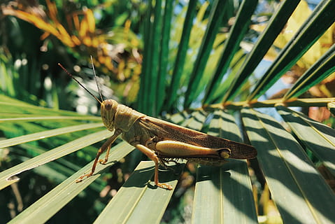 grasshopper, green, linear, leaf, animal, insect, invertebrate, grasshoper, indonesia, cricket insect, jl. bisma no.68, ubud, sand, bali, waves, water, wallpaper, sky, ocean, plant, flower, blossom, iris, one animal, animal themes, animals in the wild, animal wildlife, focus on foreground, green color, nature, day, close-up, plant part, no people, outdoors, sunlight, growth, blade of grass, 4K, CC0, public domain, royalty free