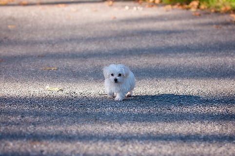 petit, blanc, gos, mascota, animal, lleial, amic, un animal, temes d'animals, mamífer, retrat, mirant la càmera, nacional, mascotes, cap gent, animals domèstics, animal jove, dia, caní, naturalesa, Color blanc, a l'aire lliure, vista frontal, bonic, cadell, 1080P, CC0, domini públic, lliure de regalies