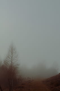 verde, arbori de copaci, timpul zilei, natură, vreme, ceaţă, aburi, în aer liber, murat, Franţa, iarnă, copac, paranormal, mister, imaginar, copacii morți, Cantal, pădure, cale, drumeții, traseu de drumeții, poluare, fum, cer, mediu inconjurator, liniște, plantă, o scenă liniștită, frumusețe în natură, peisaj, arbore gol, teren, scenice - natura, nici o persoana, spațiu copie, scenă non-urbană, camp, climat, 5K, CC0, domeniu public, fără drepturi de autor