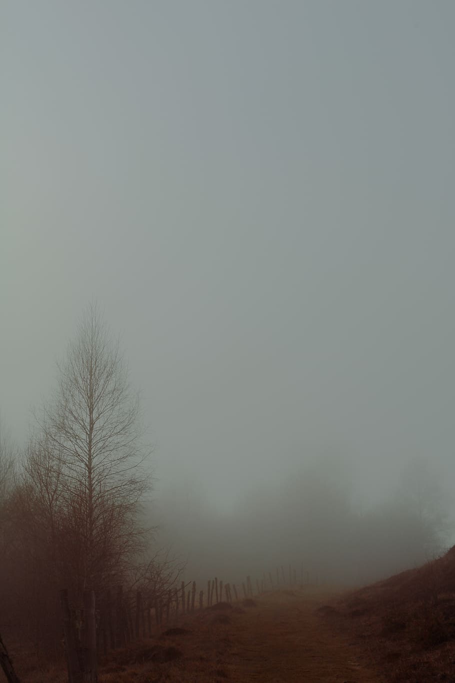 grøn, blade træer, dagtimerne, natur, vejr, tåge, udendørs, murat, Frankrig, vinter, træ, paranormale, mysterium, imaginært, døde træer, cantal, Skov, sti, vandring, vandresti, forurening, røg, himmel, miljø, ro, plante, rolig scene, skønhed i naturen, landskab, bare træ, jord, scenics - natur, ingen mennesker, kopiere plads, ikke-urbane scene, Mark, klima, 5K