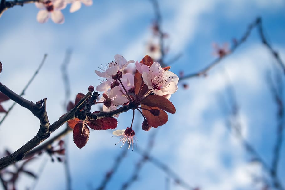 Mallorca, fiorire, fioritura, primavera, Isole Baleari, natura, stagione, ramo, albero, pianta, albero fiorente, bellezza nella natura, fiore, pianta fiorita, crescita, fragilità, freschezza, vulnerabilità, avvicinamento, concentrarsi sulle conoscenze acquisite, ramoscello, nessuno, inverno, messa a fuoco selettiva, giorno, all'aperto, fiore di ciliegio, testa di fiore, 2K