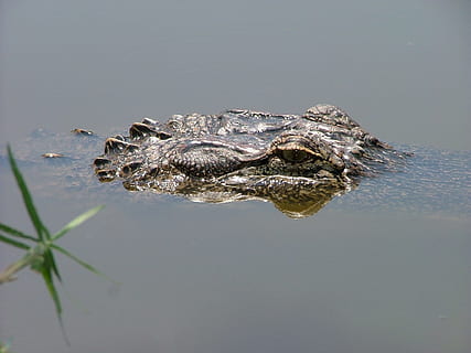 woda, glony, aligator, croc, krokodyl, zwierzę, dziki, Natura, gad, jaszczurka, tematy zwierzęce, jedno zwierzę, zwierzęca przyroda, zwierzęta na wolności, kręgowiec, żadnych ludzi, odbicie, część ciała zwierzęcia, jezioro, dzień, pływanie, głowa zwierzęcia, na dworze, bagno, podstęp, oko zwierzęcia, 1080P, CC0, domena publiczna, darmowe zdjęcia