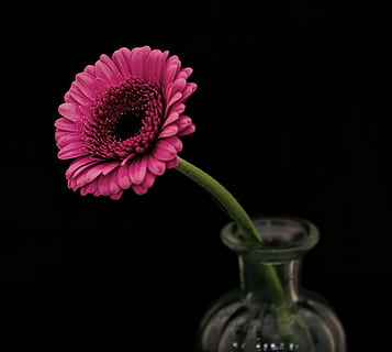 selektiv, fokus fotografering, lyserød, petaled blomst, smuk, sort baggrund, flor, blomstrende, blomstre, flaske, lyse, tæt på, farver, flora, blomst, glas, kronblade, lyserød blomst, vase, blomstrende plante, plante, skrøbelighed, sårbarhed, friskhed, skønhed i naturen, studio skud, kronblad, blomsterhoved, blomsterstand, indendørs, ingen mennesker, natur, vækst, lyserød farve, gerbera daisy, pollen, 2K, CC0, offentligt domæne, royaltyfrie