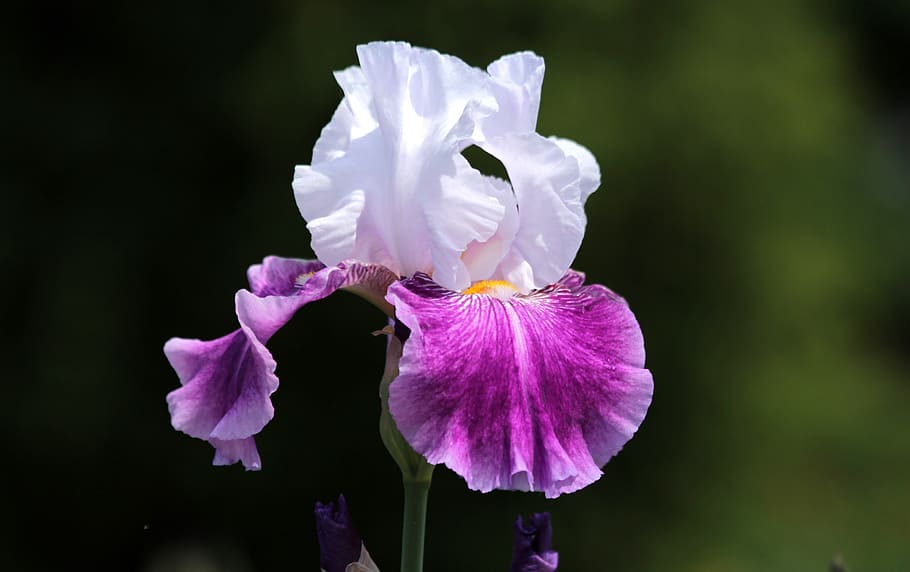 iris, flor, genial, naturalesa, jardí, florir, jardí d'iris, blanc, porpra, assolellat, colorit, plantes, flora, iris híbrida, verd, jardineria, un, planta amb flors, pètal, vulnerabilitat, frescor, fragilitat, inflorescència, planta, bellesa a la natura, cap de flor, primer pla, creixement, cap gent, centrar-se en primer pla, iris - planta, dia, a l'aire lliure, pol·len, primavera, suavitat, 2K