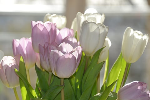 Tulpen, Frühling, Licht, Sonnenschein, Lichteinfall, Hölle, Blumen, Rosa, Weiß, blühen, frühlingsanfang, Frühlingsblumen, Blume, blühende Pflanze, Pflanze, Verletzlichkeit, Schönheit in der Natur, Zerbrechlichkeit, Frische, Blütenblatt, Nahansicht, Blütenstand, Wachstum, Blütenkopf, Natur, Tulpe, Fokus auf den Vordergrund, Tag, Pflanzenstamm, weiße Farbe, keine Leute, lila, draußen, Iris, Krokus, 4K, CC0, gemeinfrei, lizenzfrei