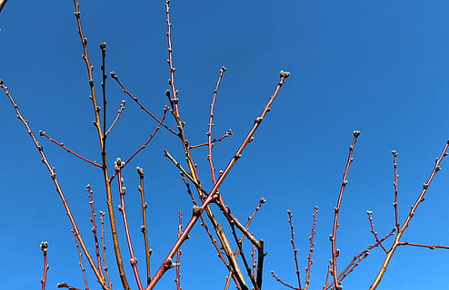 march, tree, branch, sky, nature, no one, blue, clear sky, plant, low angle view, no people, beauty in nature, day, growth, outdoors, tranquility, close-up, sunlight, bare tree, sunny, bud, 4K, CC0, public domain, royalty free