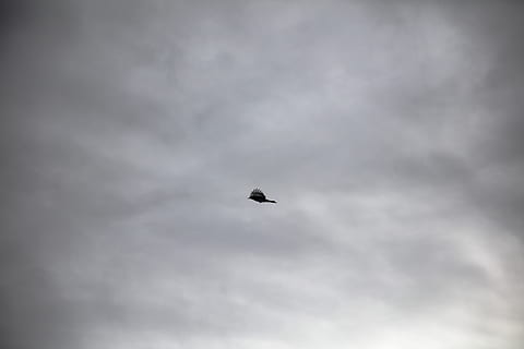 pássaro, voar, nuvens, natureza, em vôo, asas, pena, penas, céu, açao, temas animais, animal, um animal, nuvem - céu, vertebrado, animais selvagens, animais em estado selvagem, vôo, visão de baixo ângulo, ninguém, nublado, asas abertas, ar, tempestade, dia, beleza na natureza, sinistro, 8K, CC0, domínio público, royalty free