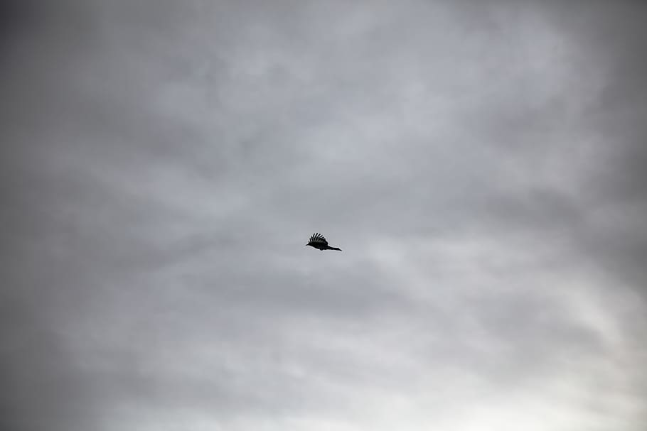 fugl, flyvningen, skyer, natur, under flyvning, vinger, fjer, himmel, handling, dyre temaer, dyr, et dyr, sky - himmel, hvirveldyr, dyreliv, dyr i naturen, flyvende, lav vinkel visning, ingen mennesker, overskyet, spredte vinger, Midt i luften, storm, dag, skønhed i naturen, ildevarslende, 8K