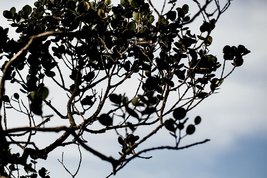 Malàisia, Cameron Highlands, arbre, planta, branca, vista d’angle baix, cel, creixement, naturalesa, bellesa a la natura, cap gent, dia, planta amb flors, flor, a l'aire lliure, frescor, vulnerabilitat, centrar-se en primer pla, primer pla, arbre fruiter, tranquil·litat, fragilitat, primavera, 4K