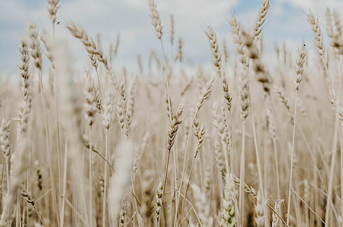 selective, focus photography, wheat field, wheat, field, wind, bokeh, blur, tan, nikond7000, photography, hdwallpaper, upinthesky, sun, goodevening, wallpaper, scandinavium, background, bluesky, corn, norway, summer, nature, agriculture, rural Scene, crop, cereal Plant, yellow, farm, seed, growth, gold Colored, ripe, plant, food, outdoors, barley, backgrounds, stem, close-up, dry, harvesting, season, sky, straw, non-Urban Scene, rye - Grain, no People, blue, landscape, sunlight, meadow, beauty In Nature, bread, day, grass, autumn, whole Wheat, organic, landscaped, 4K, CC0, public domain, royalty free