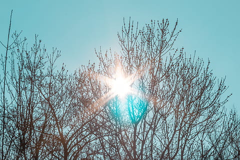 lys, flare, sollys, himmel, sommer, træ, tropisk, træer, trope, tapet, blå himmel, sol, nødblus, blå, glitter, udendørs, natur, solopgang, forlygte, hollandske, lav vinkel visning, plante, bare træ, linseflare, solstråle, afdeling, skønhed i naturen, skyfri himmel, ro, dag, ingen mennesker, solrig, scenics - natur, vækst, lyse, streaming, Stærkt oplyst, solflare, 5K, CC0, offentligt domæne, royaltyfrie