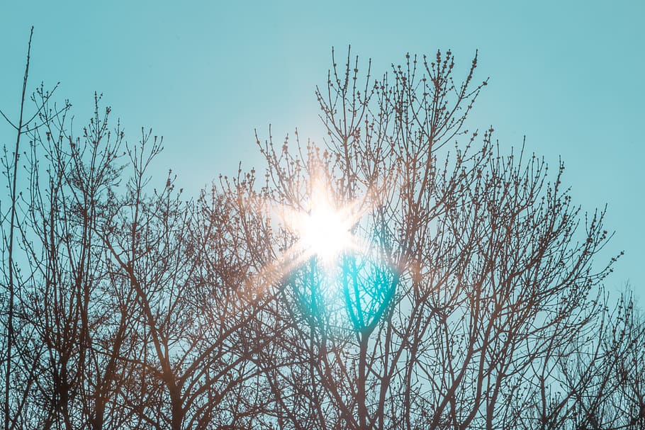 lys, flare, sollys, himmel, sommer, træ, tropisk, træer, trope, tapet, blå himmel, sol, nødblus, blå, glitter, udendørs, natur, solopgang, forlygte, hollandske, lav vinkel visning, plante, bare træ, linseflare, solstråle, afdeling, skønhed i naturen, skyfri himmel, ro, dag, ingen mennesker, solrig, scenics - natur, vækst, lyse, streaming, Stærkt oplyst, solflare, 5K