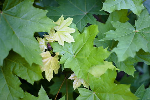 fullatge, bosc, verd, , full, fulles, llum, natural, naturalesa, a l'aire lliure, parc, pau, foto, plantes, tranquil, recreació, escena, paisatge, temporada, estiu, a través, arbre, primer pla, part de la planta, color verd, creixement, planta, dia, animal, insecte, fauna animal, temes d'animals, cap gent, animals a la natura, invertebrat, bellesa a la natura, vista d’angle alt, menjar, menjar i beguda, 4K, CC0, domini públic, lliure de regalies