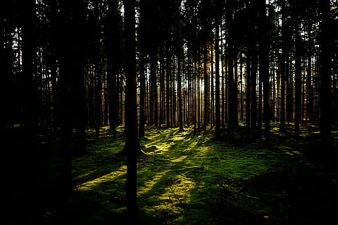 düz güneş, forrest, ağaçlar, yeşil, sonbahar, yosun, ağaç, orman, bitki, arazi, huzur, ormanlık, büyüme, doğada güzellik, doğa, ağaç gövdesi, insansız, gövde, sakin sahne, manzaralar - doğa, kentsel olmayan sahne, gün, yeşil renk, peyzaj, açık havada, Güneş ışığı, bambu - bitki, 5K, CC0, kamu malı, telif ücretsiz