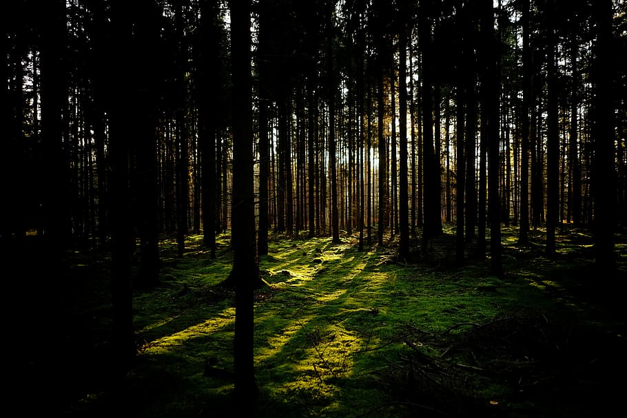 düz güneş, forrest, ağaçlar, yeşil, sonbahar, yosun, ağaç, orman, bitki, arazi, huzur, ormanlık, büyüme, doğada güzellik, doğa, ağaç gövdesi, insansız, gövde, sakin sahne, manzaralar - doğa, kentsel olmayan sahne, gün, yeşil renk, peyzaj, açık havada, Güneş ışığı, bambu - bitki, 5K