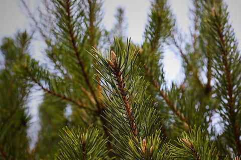 fyrretræ, grannåle, nåletræ, afdeling, grøn, vinter, jul, kold, store, krone, motiv, detalje, tæt på, baggrund, gran grøn, plante, vækst, grøn farve, træ, skønhed i naturen, natur, fokus på forgrunden, ro, dag, ingen mennesker, blad, nål - plante del, udendørs, plante del, lav vinkel visning, Pinaceae, palmblad, 5K, CC0, offentligt domæne, royaltyfrie