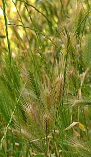 espiguetes, blat, pa, naturalesa, planta, creixement, color verd, bellesa a la natura, primer pla, camp, cap gent, terra, cultiu, agricultura, centrar-se en primer pla, dia, tranquil·litat, a l'aire lliure, escena rural, planta de cereals, frescor, enfocament selectiu, arbre de coníferes, 4K, CC0, domini públic, lliure de regalies