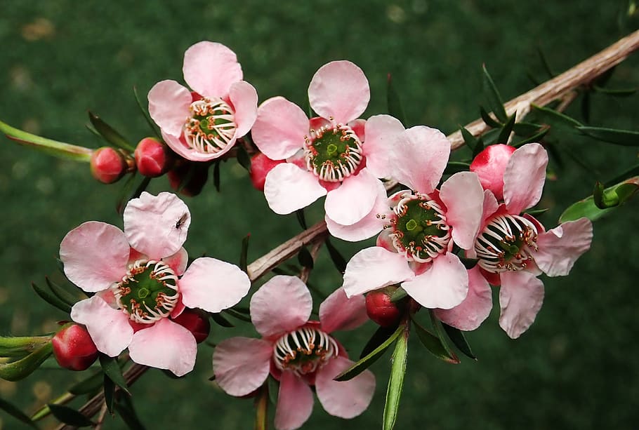 fiori, albero del tè, insetto, primavera, nativo, australiano, pianta, fiore, pianta fiorita, freschezza, bellezza nella natura, crescita, vulnerabilità, fragilità, petalo, avvicinamento, colore rosa, testa di fiore, infiorescenza, giorno, albero, natura, concentrarsi sulle conoscenze acquisite, nessuno, ramo, germoglio, all'aperto, polline, ciliegio, 2K