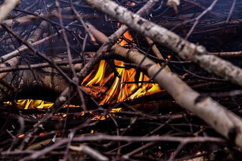 brand, bomen, detailopname, natuur, boom, warmte - temperatuur, geen mensen, dag, selectieve aandacht, tak, fabriek, brandend, vuur - natuurverschijnsel, land-, Bos, buitenshuis, takje, vlam, vreugdevuur, logboek, milieu, kampvuur, 4K, CC0, publiek domein, royaltyvrij