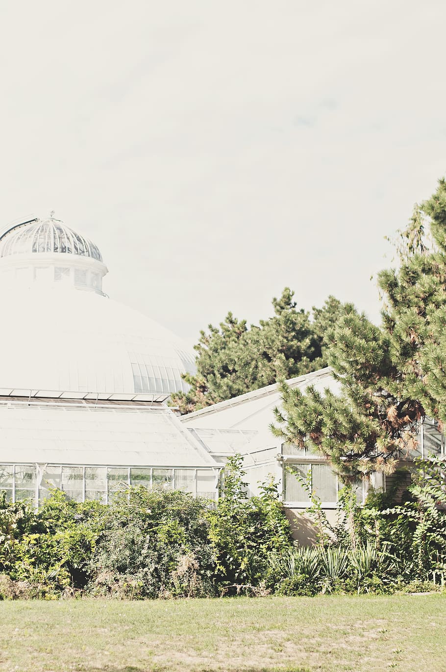 costruzione, architettura, cupola, albero, planetario, toronto, giardini allan, Canada, conifera, giardino, erba, pianta, struttura, sempreverde, cespuglio, vegetazione, osservatorio, abies, abete, Torre, struttura costruita, esterno dell'edificio, nessuno, cielo, natura, giorno, crescita, all'aperto, cielo sereno, destinazioni di viaggio, colore verde, storia, terra, luogo di culto, luce del sole, 4K