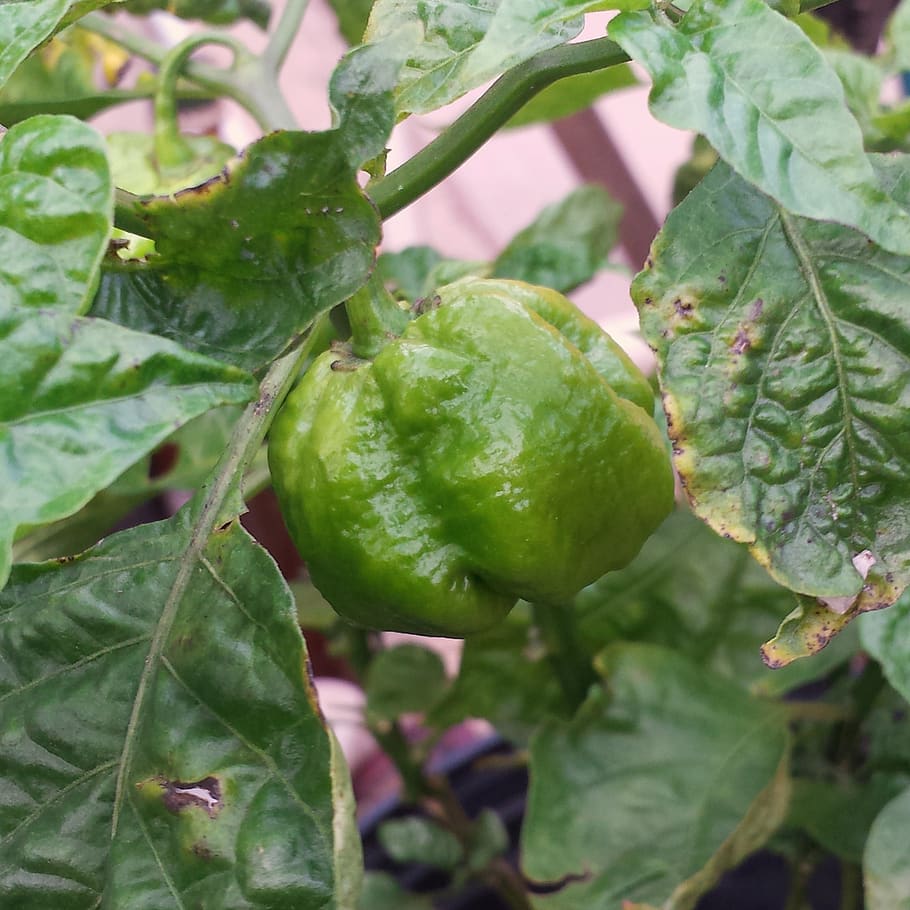 Pfeffer, Garten, Essen und Trinken, Lebensmittel, grüne Farbe, gesundes Essen, Blatt, Pflanzenteil, Frische, Pflanze, Nahansicht, Obst, Wachstum, Wohlbefinden, Natur, keine Leute, Vollbild, Tag, Fokus auf den Vordergrund, Baum, Hintergründe, Gemüse, draußen, reif, 1080P