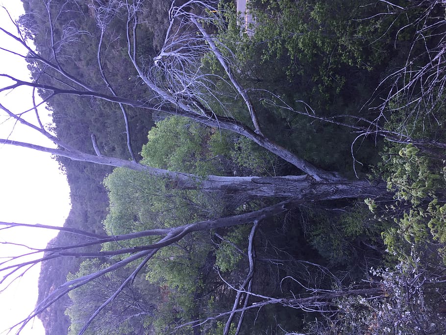 bosc, arbre mort, inconvenient, arbre, planta, cap gent, creixement, naturalesa, terra, tronc de l'arbre, tronc, tranquil·litat, bellesa a la natura, dia, branca, a l'aire lliure, vista d’angle baix, escena tranquil·la, escena no urbana, escenics - natura, arbre nu, 2K