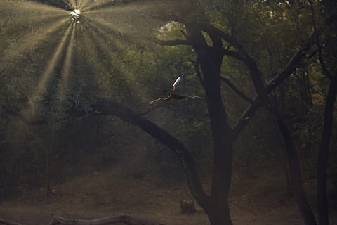 arbre sota els raigs, ocell, animal, Índia, volant, Ahmedabad, thol lake, bosc, planta, arbre, raigs solars, alba, sol, vespre, arbres, a l'aire lliure, naturalesa, aus aquàtiques, flamarada, llum, vegetació, temes d'animals, vertebrats, animals a la natura, fauna animal, un animal, cap gent, dia, bellesa a la natura, branca, ales separades, tronc de l'arbre, terra, 5K, CC0, domini públic, lliure de regalies