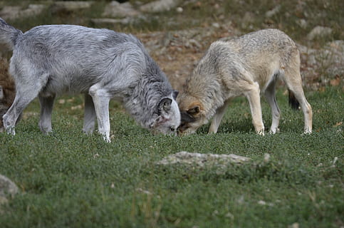 llop, paquet, depredador, llops, naturalesa, animal salvatge, llops de fusta, scheu, mamífer, timberwolf, caçador, carnívors, paisatge, caní, món animal, salvatge, zoo, primer pla, retrat, animal, temes d'animals, grup d’animals, herba, animal jove, bestiar, dos animals, planta, terra, fauna animal, animals domèstics, camp, agricultura, cap gent, animals a la natura, plana, pasturatge, menjar, a l'aire lliure, família d’animals, 4K, CC0, domini públic, lliure de regalies