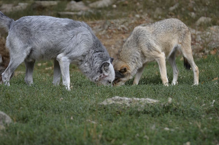 llop, paquet, depredador, llops, naturalesa, animal salvatge, llops de fusta, scheu, mamífer, timberwolf, caçador, carnívors, paisatge, caní, món animal, salvatge, zoo, primer pla, retrat, animal, temes d'animals, grup d’animals, herba, animal jove, bestiar, dos animals, planta, terra, fauna animal, animals domèstics, camp, agricultura, cap gent, animals a la natura, plana, pasturatge, menjar, a l'aire lliure, família d’animals, 4K