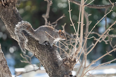 harmaa, orava, ruskea, puu, nisäkäs, jyrsijä, eläin, ruoka, syöminen, puoliapina, villieläimet, kasvi, närhi, lintu, sininen jay, vihannes, mutteri, puun runko, juuri, saniainen, mustikka, hedelmä, eläinten villieläimet, haara, yksi eläin, eläimiä, selkärankainen, luonto, ei ihmisiä, keskittyä etualalle, ulkona, päivä, metsä, muotokuva, pieni, 5K, CC0, public domain, rojaltivapaa
