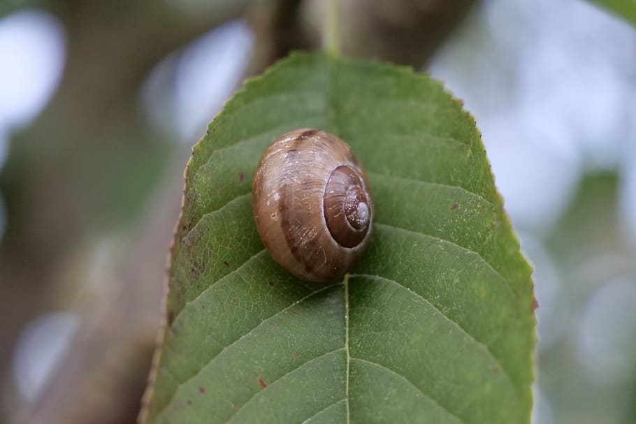 naturalesa, cargol, full, petit, animal, invertebrat, mol·lusc, part de la planta, primer pla, gasteròpode, fauna animal, temes d'animals, shell, closca d’animals, un animal, color verd, planta, cap gent, a l'aire lliure, dia, centrar-se en primer pla, 5K