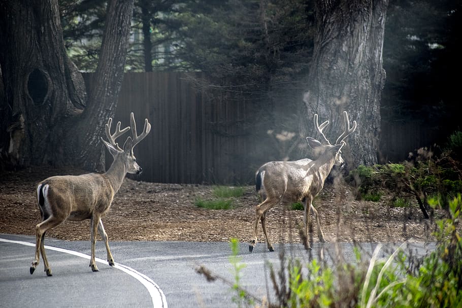 dos cérvols marrons, mamífer, antílop, animal, vida salvatge, cérvol, elk, cornamenta, impala, bongo, zebra, planta, arbre, toro, zoo, llum, flamarada, aigua, aquàtics, avet, abies, temes d'animals, animals a la natura, fauna animal, naturalesa, bosc, cap gent, grup d’animals, vertebrats, cornut, dia, a l'aire lliure, rens, bellesa a la natura, herbívors, 4K