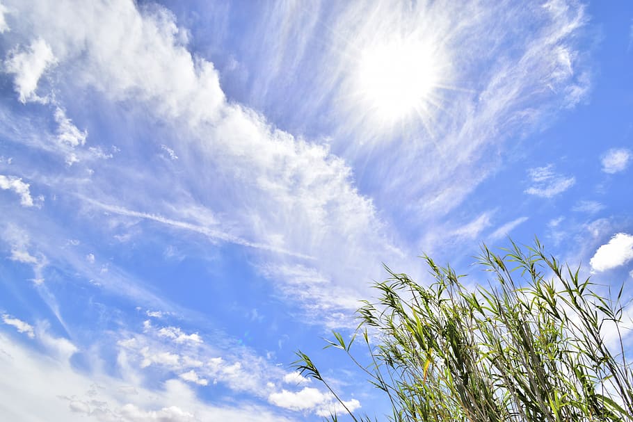cel, núvols, clima, atmosfera, ennuvolat, blau, dia, blanc, cañas, sol, plantes, canya, núvol - cel, vista d’angle baix, planta, bellesa a la natura, llum solar, naturalesa, cap gent, creixement, tranquil·litat, escenics - natura, frescor, brillant, a l'aire lliure, raig de sol, estiu, assolellat, lluminós, Wispy, meteorologia, 5K