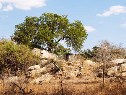 verd, arbre de fulla, roques, cel blau, núvols, camp, medi ambient, flora, herba, paisatge, naturalesa, a l'aire lliure, parc, plantes, rural, safari, escènic, Sud-Àfrica, pedres, estiu, viatjar, arbres, vida salvatge, fusta, planta, arbre, cel, terra, creixement, cap gent, bellesa a la natura, escenics - natura, dia, escena tranquil·la, tranquil·litat, escena no urbana, mamífer, núvol - cel, llum solar, herbívors, ramat, 2K, CC0, domini públic, lliure de regalies