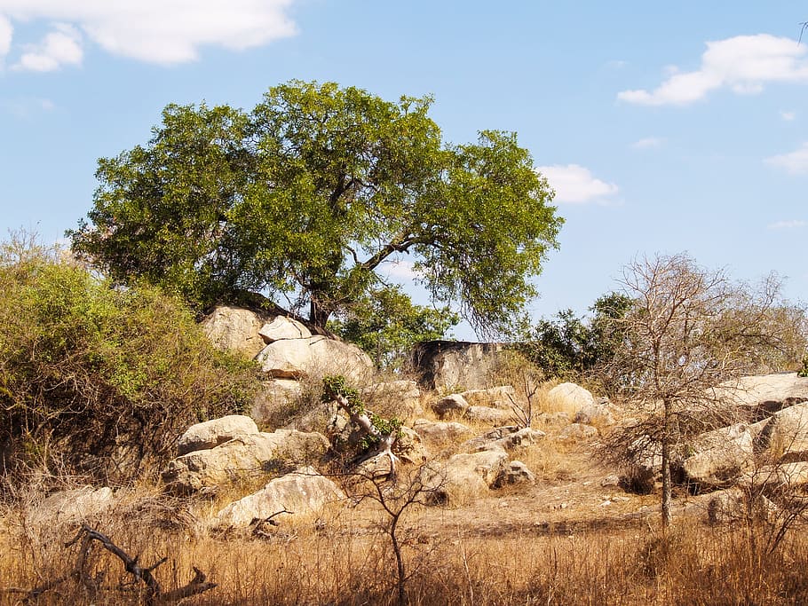 verd, arbre de fulla, roques, cel blau, núvols, camp, medi ambient, flora, herba, paisatge, naturalesa, a l'aire lliure, parc, plantes, rural, safari, escènic, Sud-Àfrica, pedres, estiu, viatjar, arbres, vida salvatge, fusta, planta, arbre, cel, terra, creixement, cap gent, bellesa a la natura, escenics - natura, dia, escena tranquil·la, tranquil·litat, escena no urbana, mamífer, núvol - cel, llum solar, herbívors, ramat, 2K