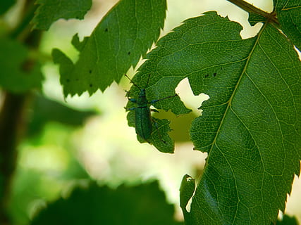 insekt, blad, træ, billebenet, have, sommer, grøn, natur, plante del, grøn farve, plante, vækst, tæt på, fokus på forgrunden, dag, skønhed i naturen, bladvenen, ingen mennesker, udendørs, blade, sollys, selektiv fokusering, sårbarhed, friskhed, 4K, CC0, offentligt domæne, royaltyfrie
