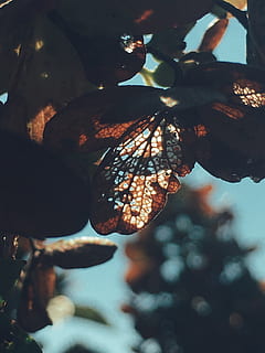 vicino, foto, asciutto, le foglie, luce del giorno, macro, albero, pianta, avvicinamento, crescita, cibo e bevande, concentrarsi sulle conoscenze acquisite, cibo, frutta, natura, foglia, nessuno, mangiare sano, parte vegetale, giorno, all'aperto, freschezza, ramo, benessere, sospeso, messa a fuoco selettiva, maturo, 4K, CC0, dominio pubblico, privo di copyright