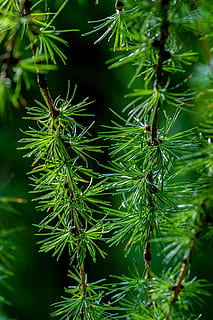 verd, arbre de fulles de pi, arbre, planta, conífera, làrix, naturalesa, aptekarskiy ogorod, jardí, estiu, abies, avet, pi, condiment, anet, menjar, picea, falguera, flor, apiaceae, color verd, creixement, bellesa a la natura, primer pla, full, cap gent, dia, part de la planta, centrar-se en primer pla, a l'aire lliure, frescor, enfocament selectiu, tranquil·litat, fragilitat, agulla - part de la planta, arbre de coníferes, picant, 2K, CC0, domini públic, lliure de regalies