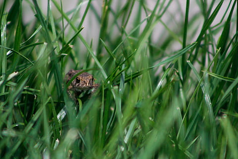 granota, herba, treefrog, estiu, primer pla, juliol, país de la granja, Midwest, cànon, animal, temes d'animals, planta, un animal, fauna animal, color verd, animals a la natura, naturalesa, cap gent, dia, enfocament selectiu, creixement, terra, amagar-se, camp, a l'aire lliure, amfibi, invertebrat, fulla d'herba, 2K, CC0, domini públic, lliure de regalies