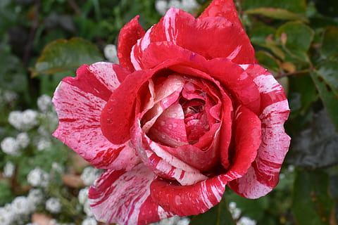Rose, groß, Regen, Tropfen, Wasser, Makro, Natur, nass, Farbe, bunt, blühende Pflanze, Blume, Verletzlichkeit, Zerbrechlichkeit, Pflanze, Blütenblatt, Schönheit in der Natur, Blütenstand, Blütenkopf, Nahansicht, Frische, Wachstum, Fokus auf den Vordergrund, rot, Tag, keine Leute, pinke Farbe, draußen, Frühling, Weichheit, Tau, 5K, CC0, gemeinfrei, lizenzfrei