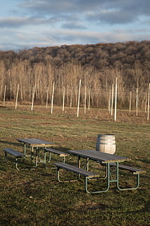 vinya, banc, pati, naturalesa, cel, planta, núvol - cel, cap gent, paisatge, tranquil·litat, herba, buit, camp, terra, bellesa a la natura, seient, escena tranquil·la, escenics - natura, dia, medi ambient, absència, a l'aire lliure, Banc del parc, 4K, CC0, domini públic, lliure de regalies