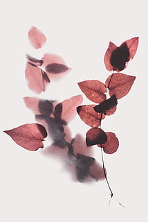foglia marrone, sfondo bianco, in casa, girato in studio, avvicinamento, pianta, nessuno, parte vegetale, foglia, fiore, pianta fiorita, natura, bellezza nella natura, crescita, creatività, freschezza, fragilità, ritagliare, natura morta, vulnerabilità, vista dall'alto, testa di fiore, 5K, CC0, dominio pubblico, privo di copyright