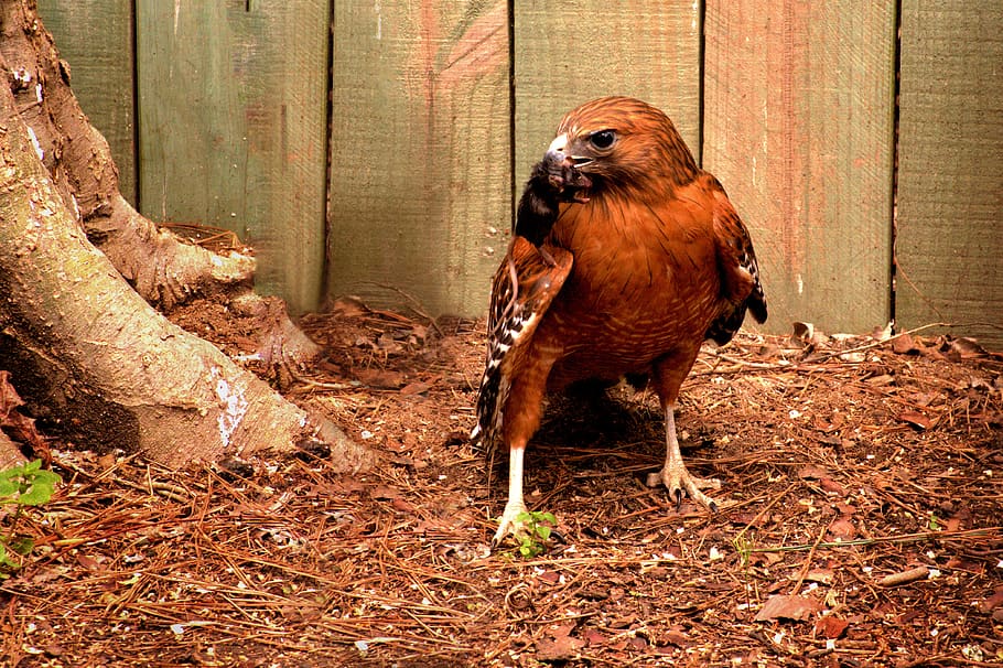 falco, uccello, predatore, preda, natura, animale, cacciatore, temi animali, un animale, vertebrato, fauna selvatica, mammifero, animali allo stato selvatico, nessuno, terra, animali domestici, giorno, Marrone, bestiame, domestico, campo, animali in cattività, all'aperto, 4K